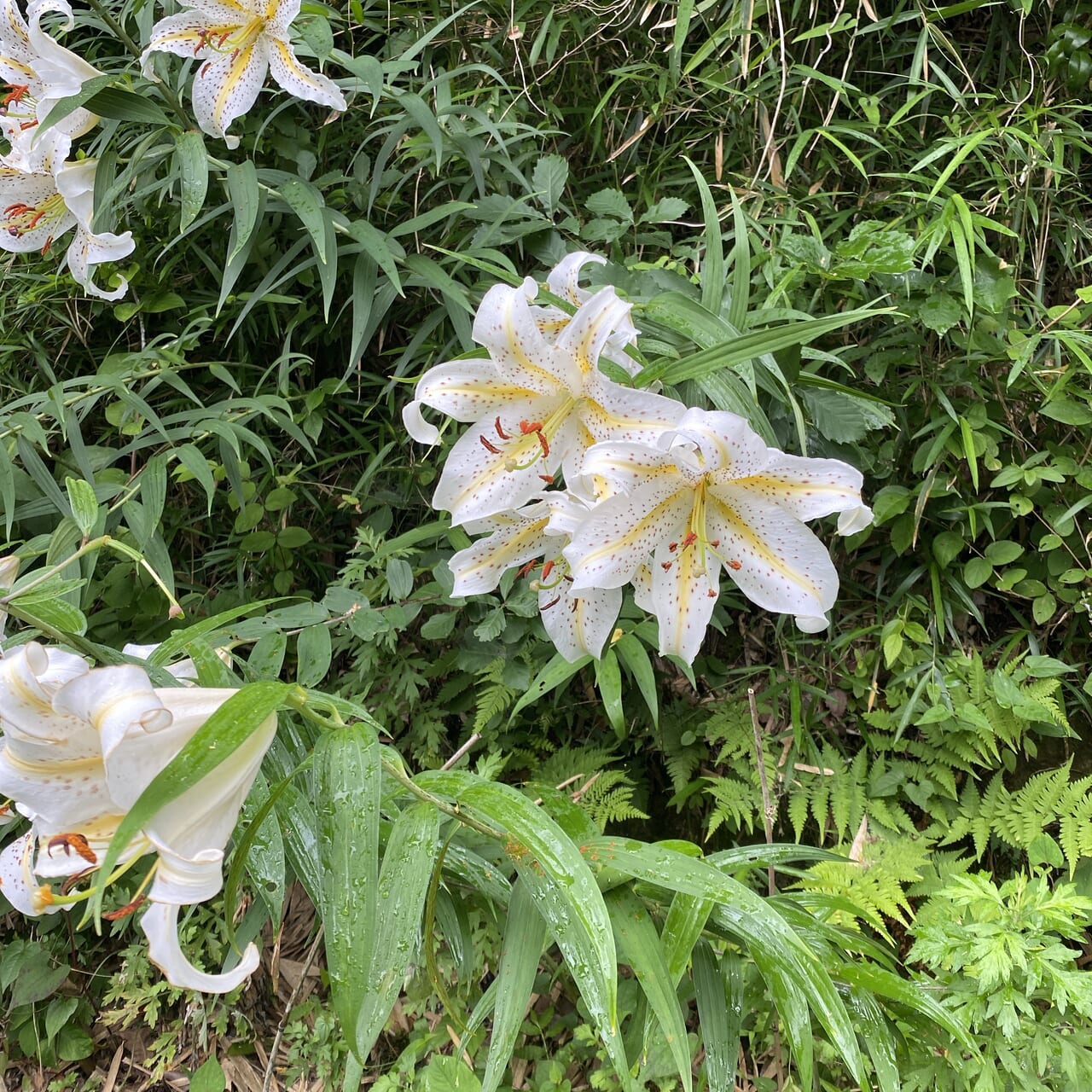 鎌倉広町緑地