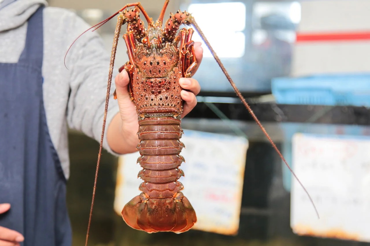 小坪魚魚祭り