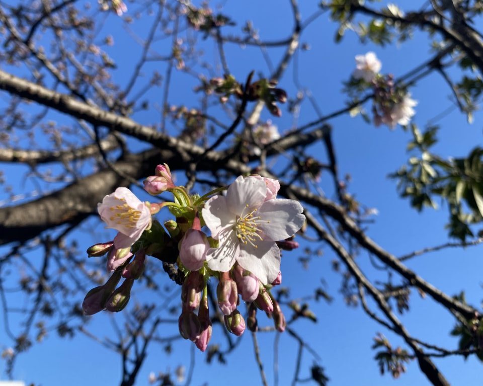 玉縄桜