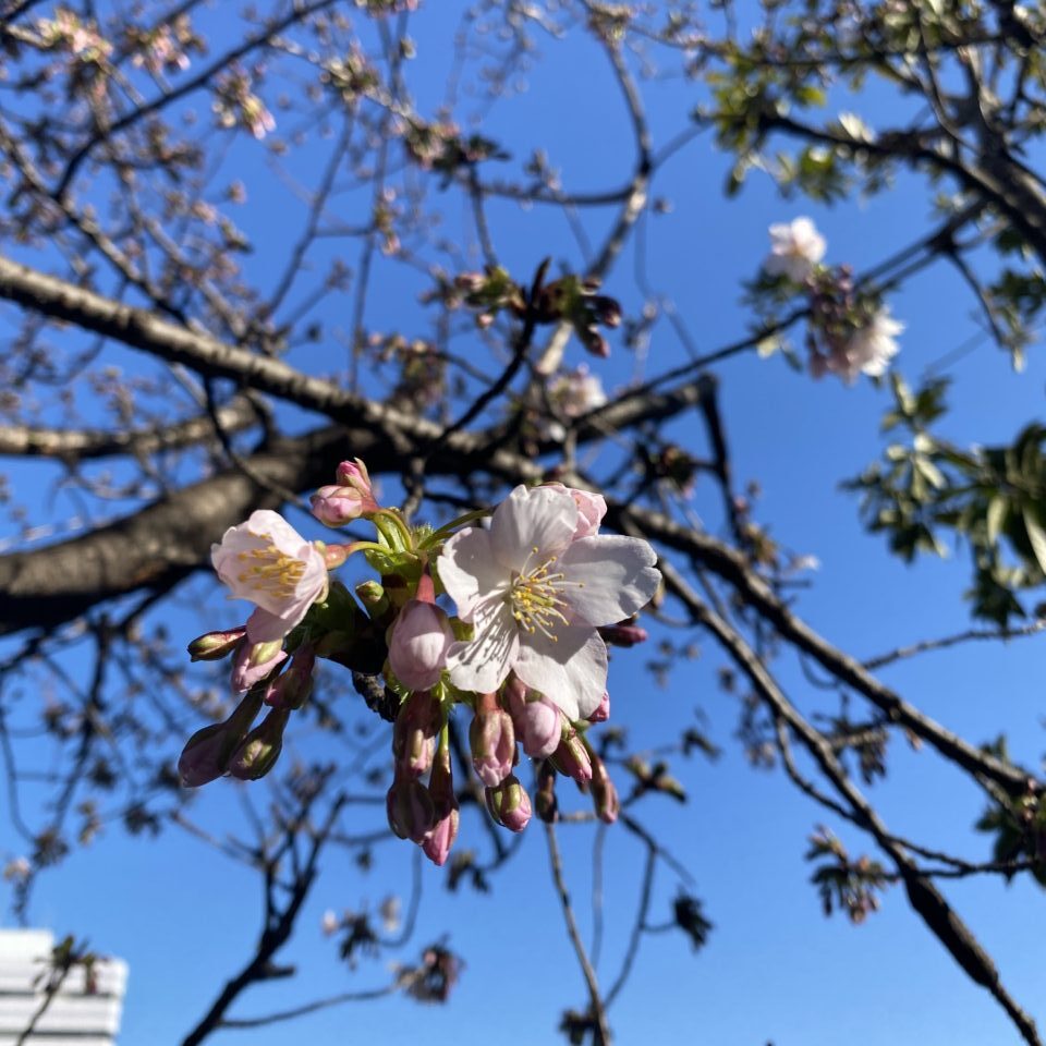 玉縄桜