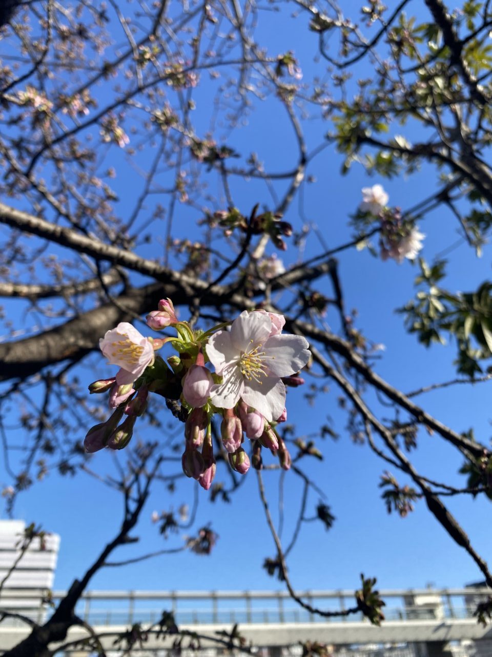 玉縄桜