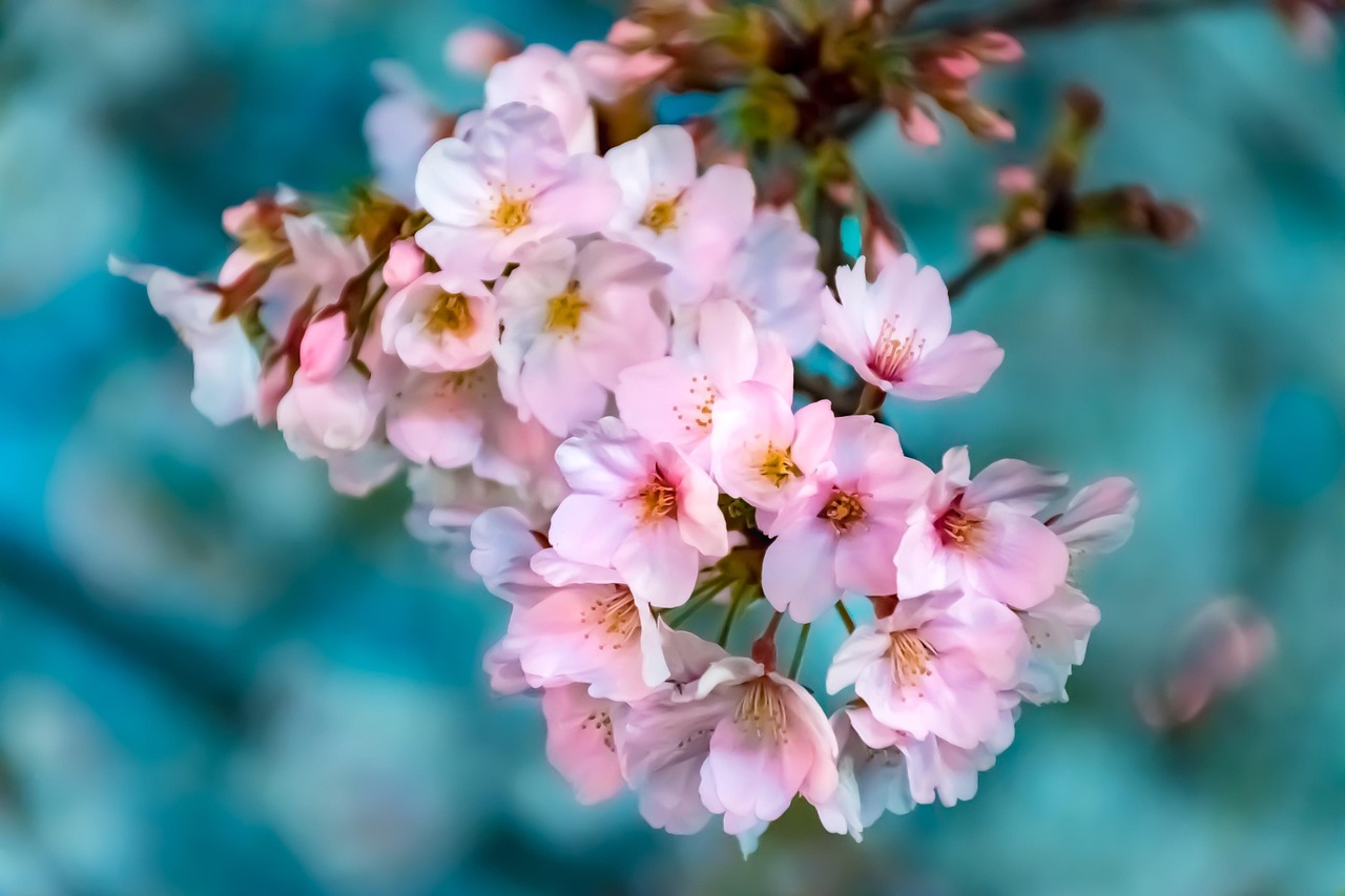 夜桜ライトアップ