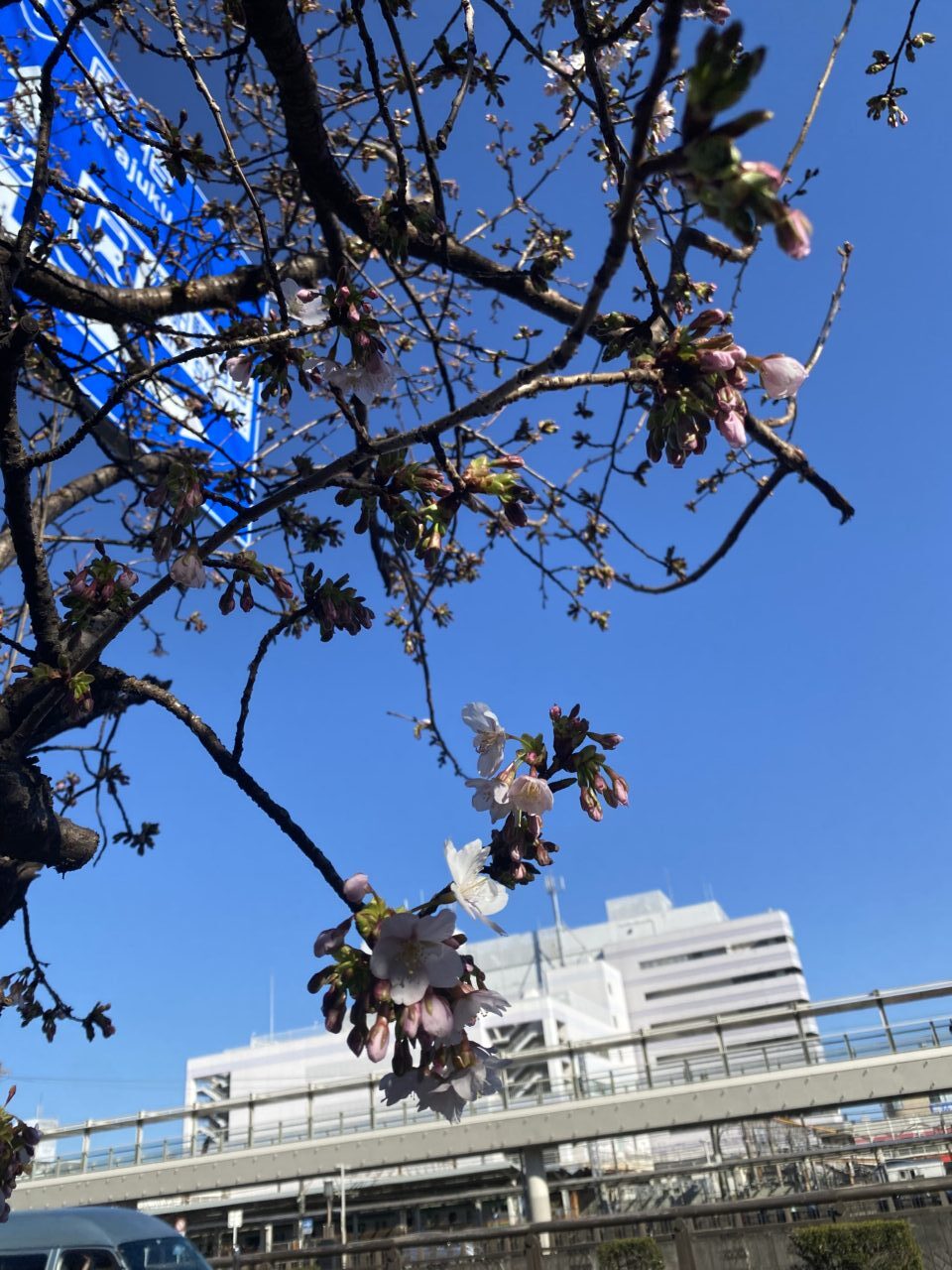 玉縄桜