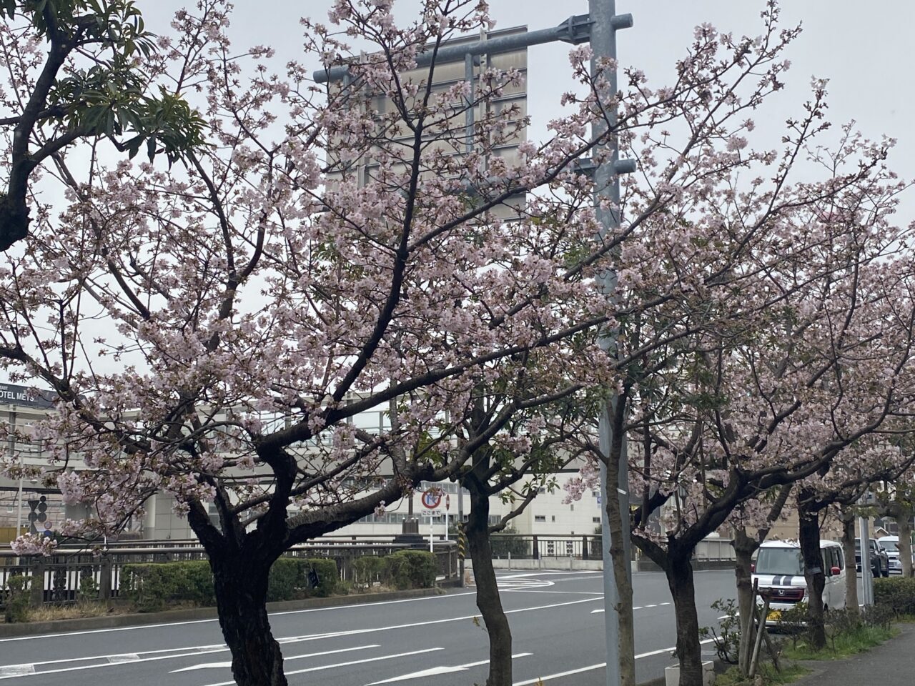 玉縄桜