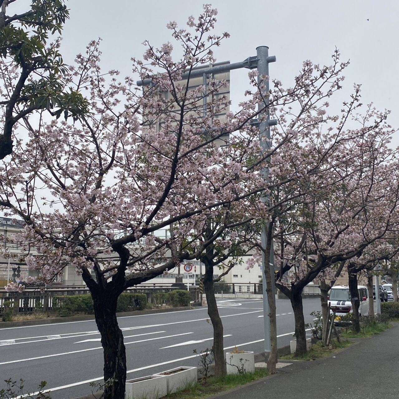 玉縄桜