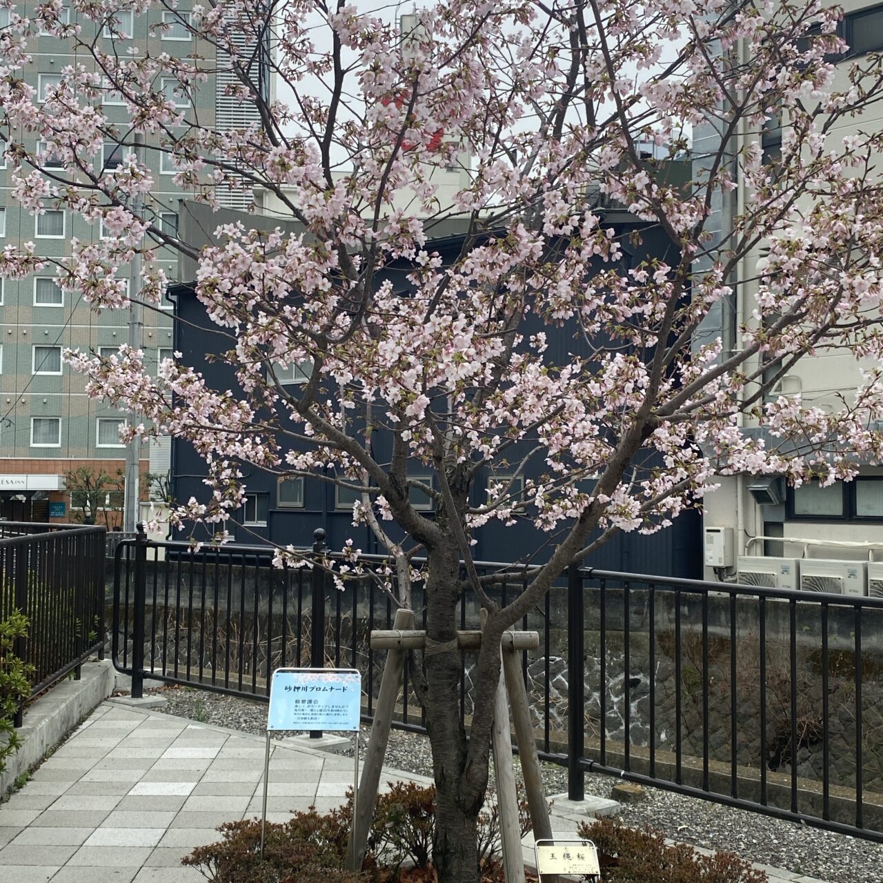 玉縄桜