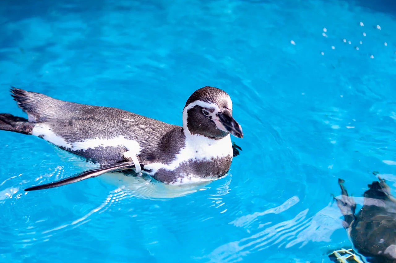 鎌倉海浜公園プール