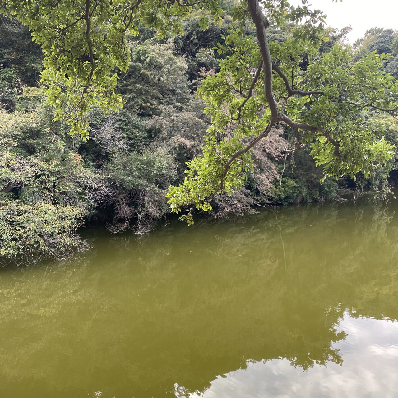 夫婦池公園