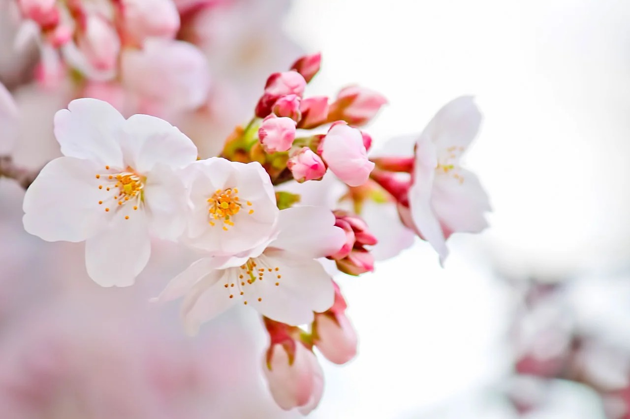 夜桜ライトアップ