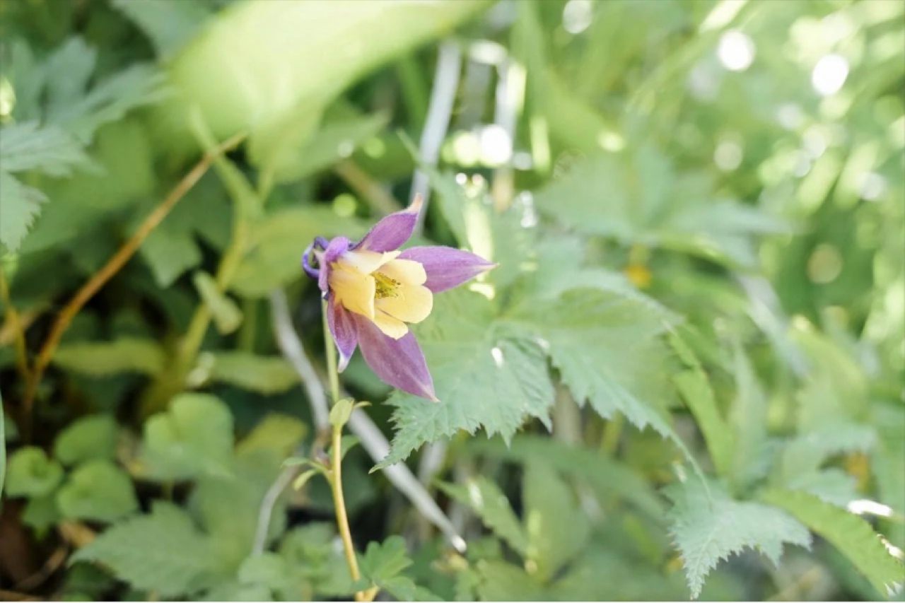池子の森自然観察会
