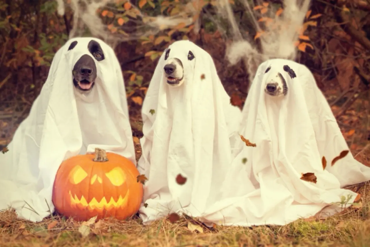 スマイルハロウィン